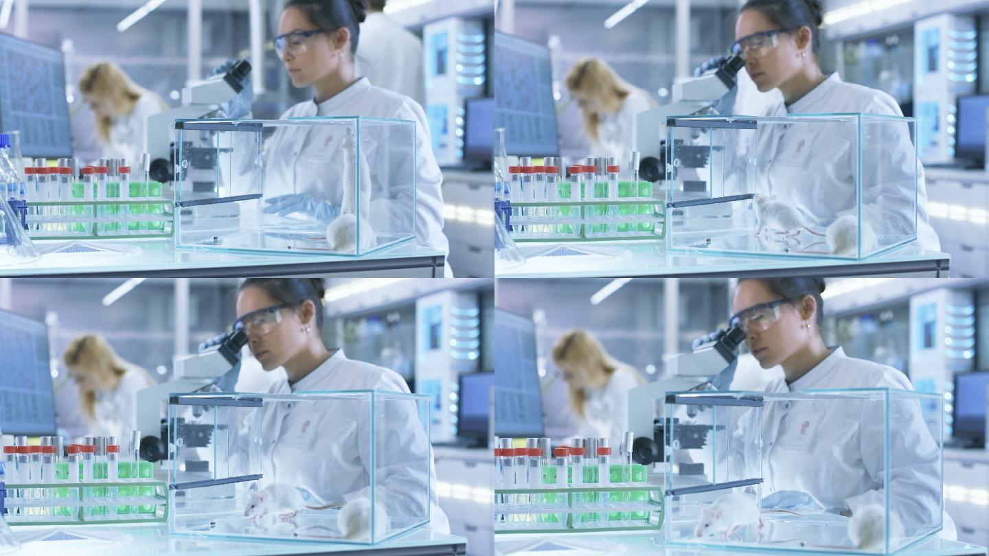 医学科学家在显微镜下观察实验鼠和组织样本