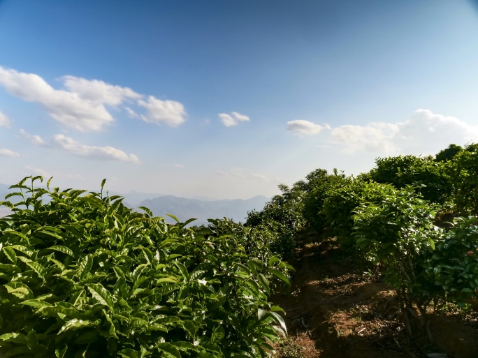 茶山延时摄影大树茶古树茶茶树云南茶地