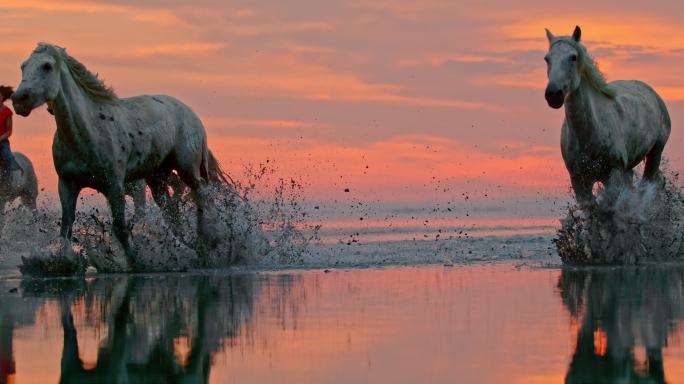 一群在海滩上奔跑的马