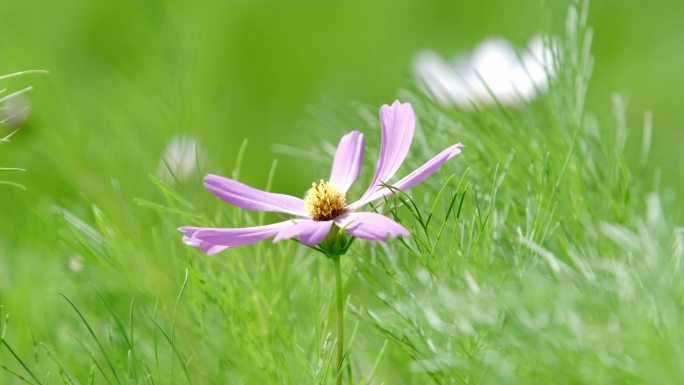 一朵小花