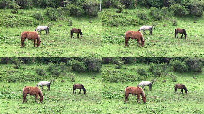 马吃草