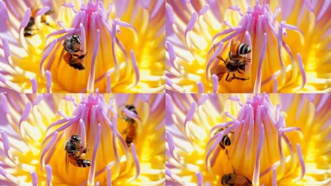 莲花上采蜜的蜜蜂