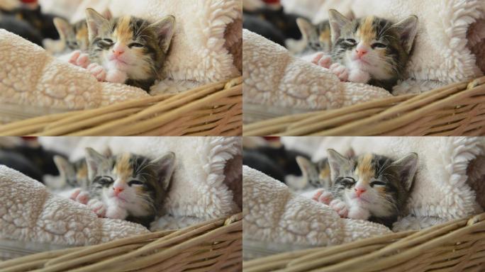 可爱的小猫睡在毯子上