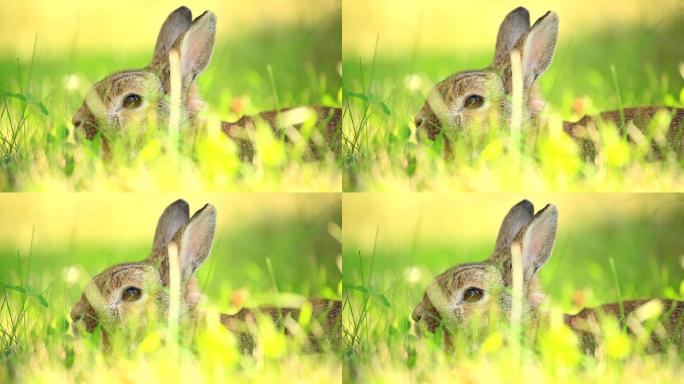 兔子和谐生态可爱