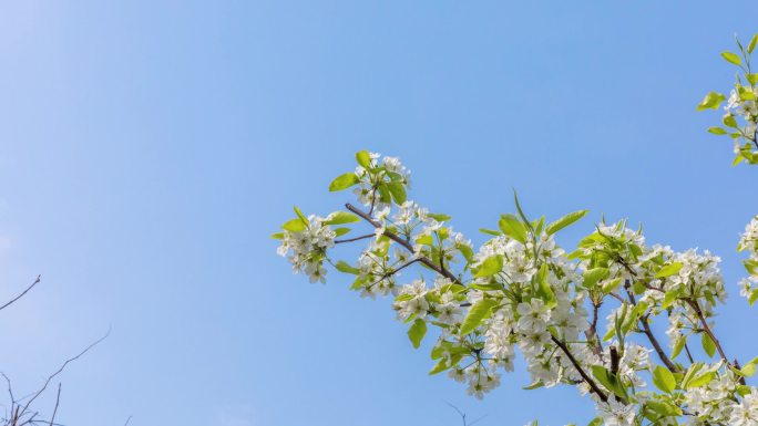 梨花延时