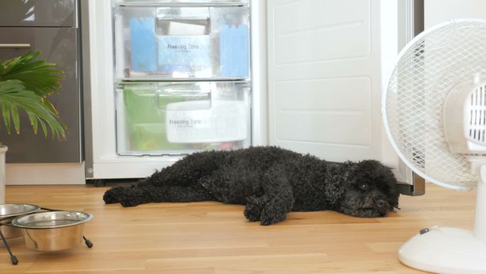炎炎夏日，小狗躺在冰箱前吹风扇