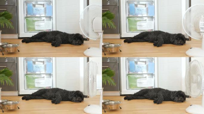 炎炎夏日，小狗躺在冰箱前吹风扇