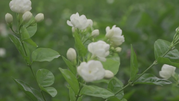 原素材茉莉花