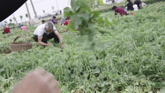 豌豆豆子收获丰收豆