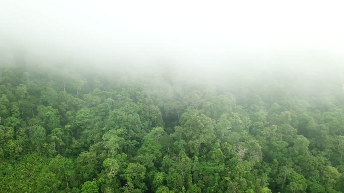 洪都拉斯热带雨林