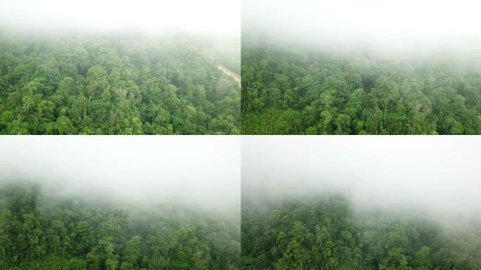 洪都拉斯热带雨林