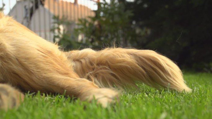 金毛猎犬缓缓摇动尾巴