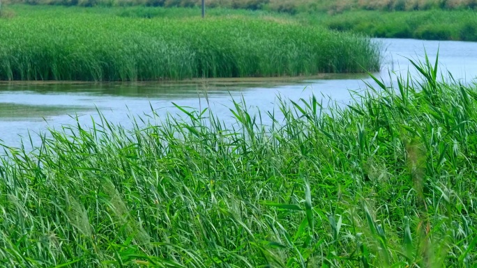 芦苇荡-夏季湿地