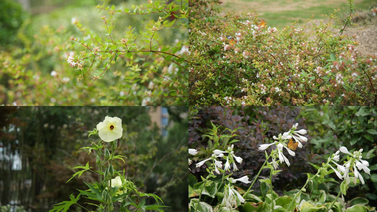 4K鲜花盛开，野花，蝴蝶