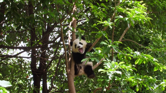 可爱的小熊猫在树上