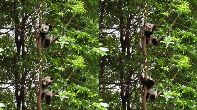 可爱的小熊猫在树上