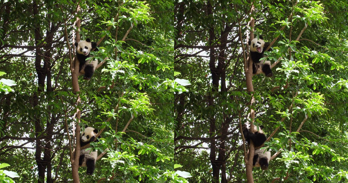 可爱的小熊猫在树上