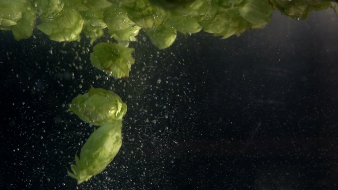 啤酒花落入水中药水蔬菜药材