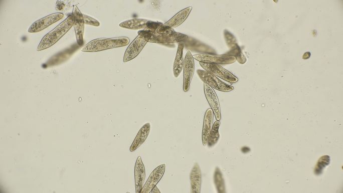 显微镜下的菌落螨虫寄生虫细胞壁