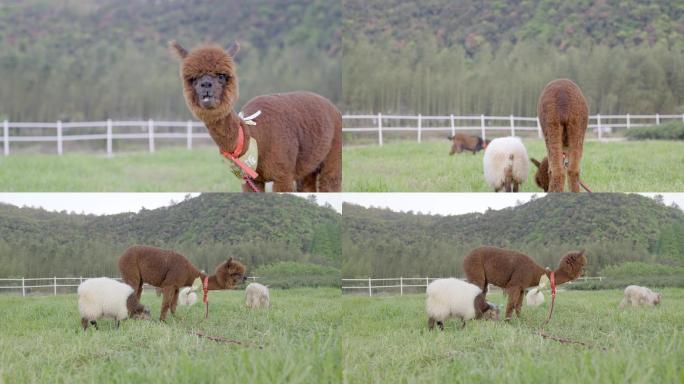 可爱羊驼吃草