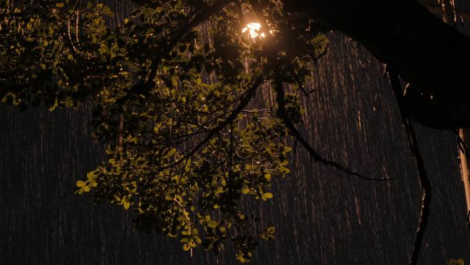 暴雨打雷 路灯 树叶