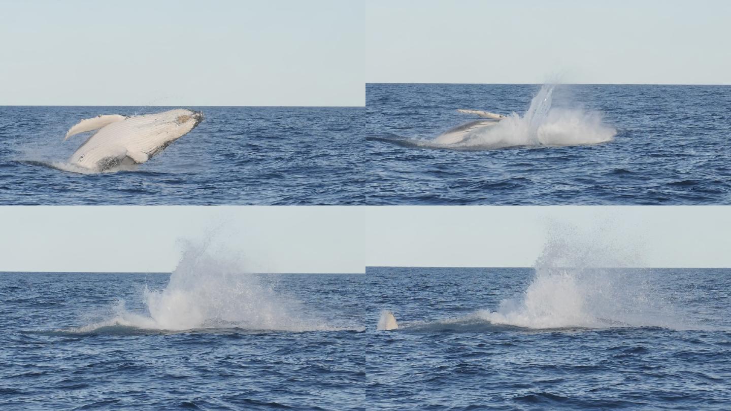 一头座头鲸幼崽跳跃的慢镜头