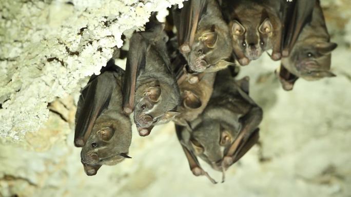 洞穴蝙蝠群