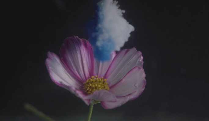 蓝色水墨颜料花瓣中流动水里绘画烟雾感