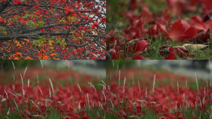 木棉花