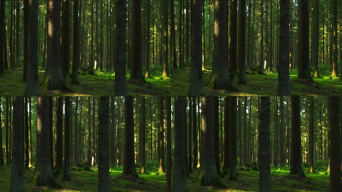 绿色森林低视角拍摄