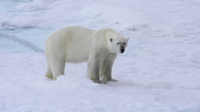 北极熊行走在雪地上四处嗅