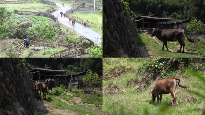 田间放牛