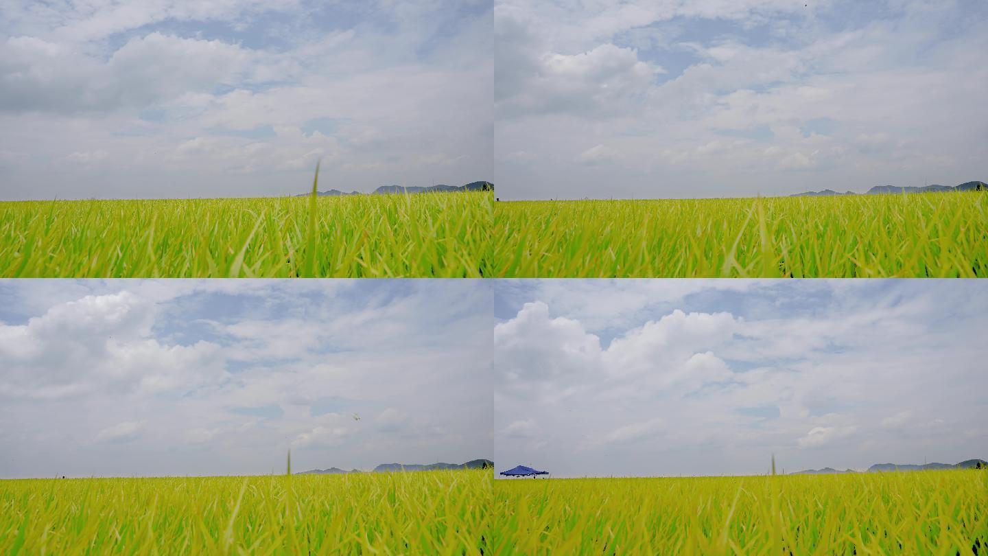 延时拍摄水稻成熟，春种秋收