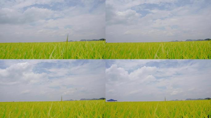 延时拍摄水稻成熟，春种秋收