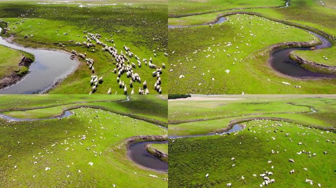 内蒙古呼伦贝尔大草原羊群航拍