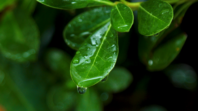 【4K原创】大自然水滴雨水下雨滴水树叶