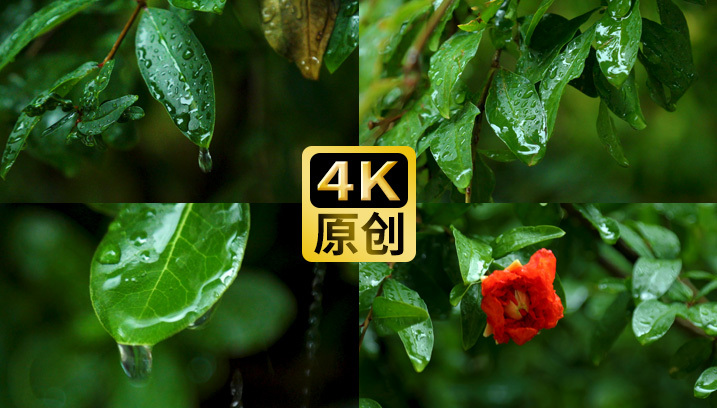 【4K原创】大自然水滴雨水下雨滴水树叶