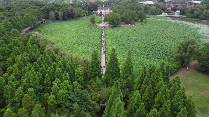 金山湖荷花