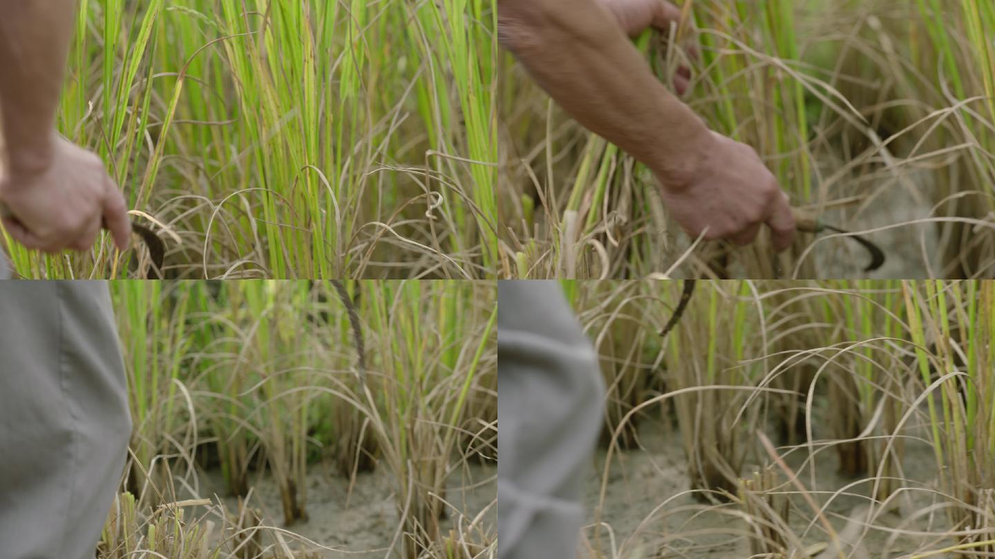 特写农民割稻谷稻穗小麦