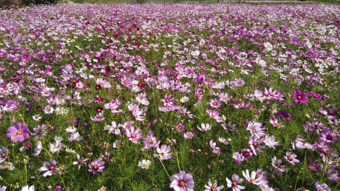 格桑花田