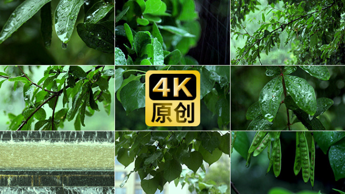 【4K原创】大自然大雨水滴雨水树叶滴水