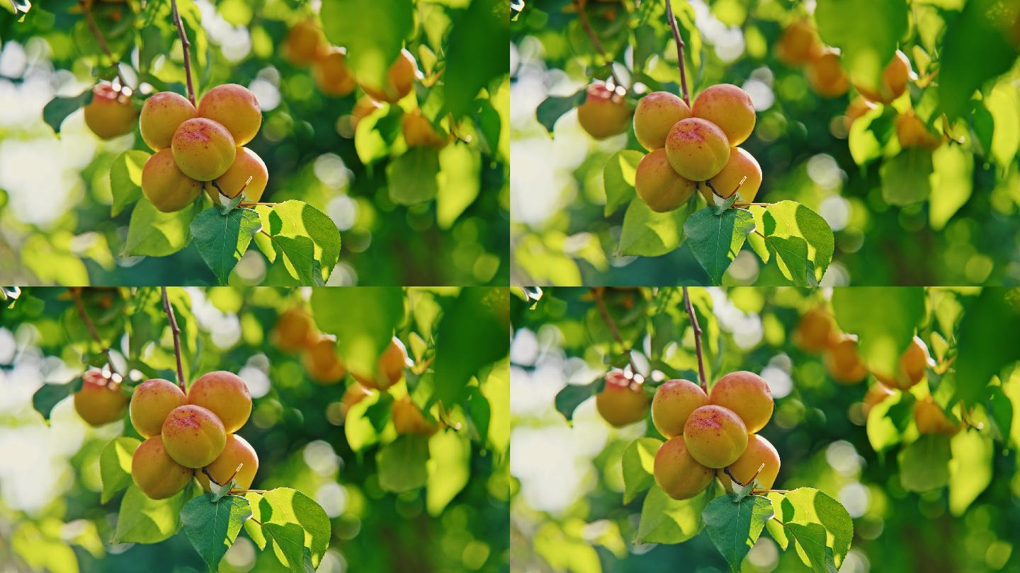 新疆杏子小红杏