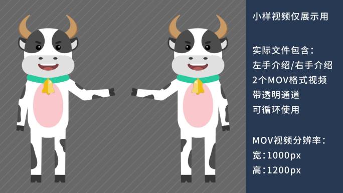 MG动画卡通奶牛讲解讲课动物解说员
