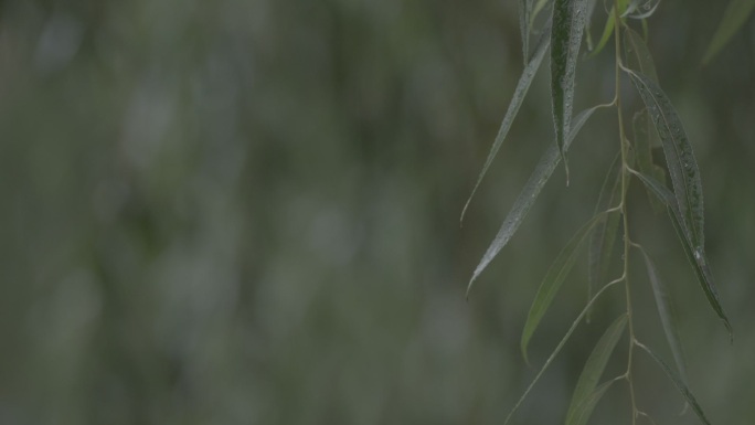 雨中小记