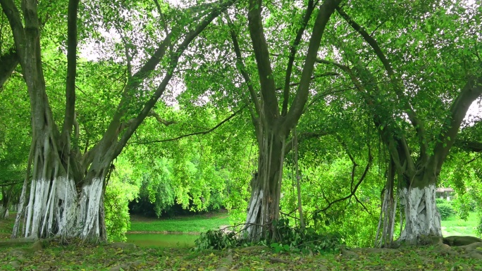 绿色森林的移动风景