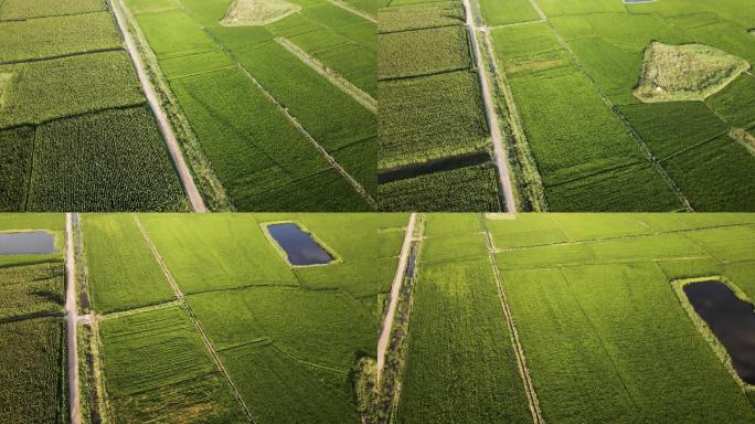 绿色大地-田野-绿色稻田