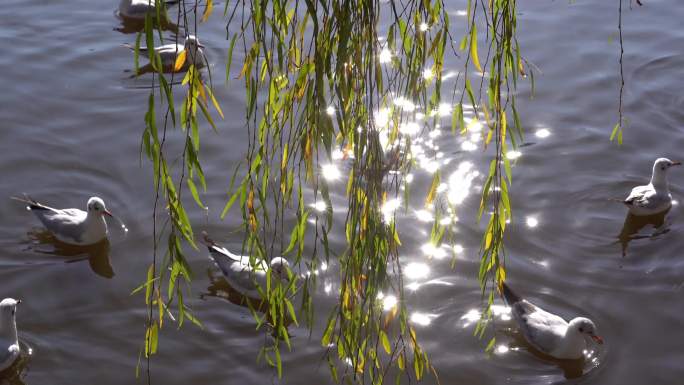 冬天翠湖公园的海鸥