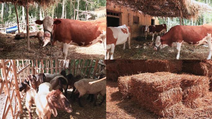 新疆农户家的牛棚