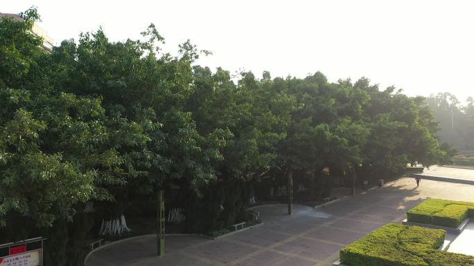 晋江扶西黎刹广场城市森林绿色广场