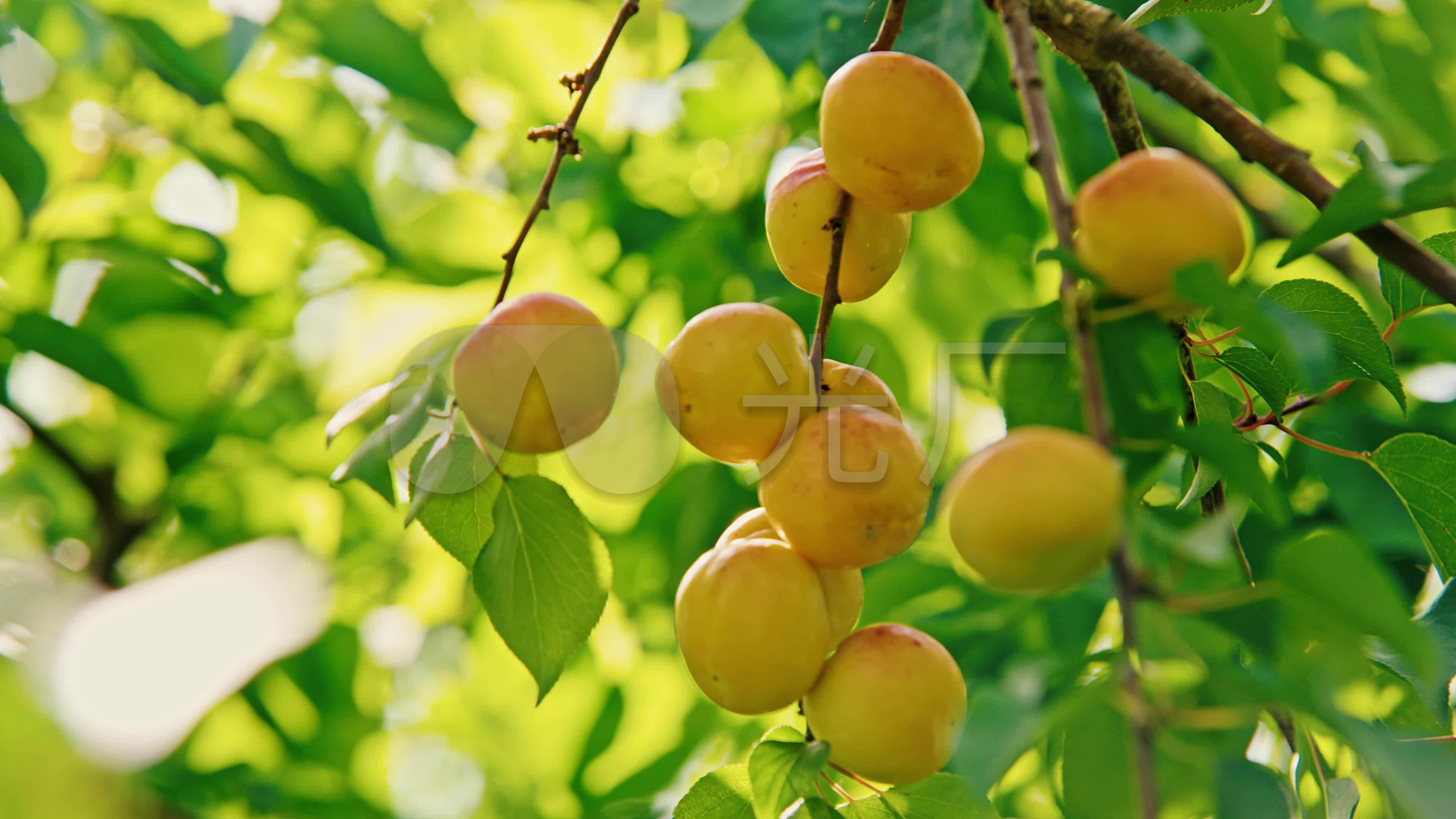 美食白天杏杏树摘杏摄影图配图高清摄影大图-千库网
